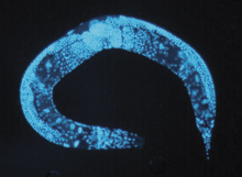 지난 2005년 미국 워싱턴대 케리 콘펠드 교수팀은 시판되는 여러 약을 예쁜꼬마선충(사진)에 투여해 수명에 미치는 영향을 조사한 결과 항경련제 에토숙시마이드(ethosuximide)가 수명을 17% 늘린다는 사실을 발견했다. 미 국립인간게놈연구소 제공