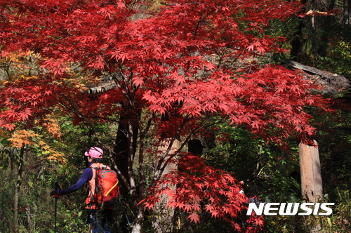 연화산 유아숲체험원 이미지