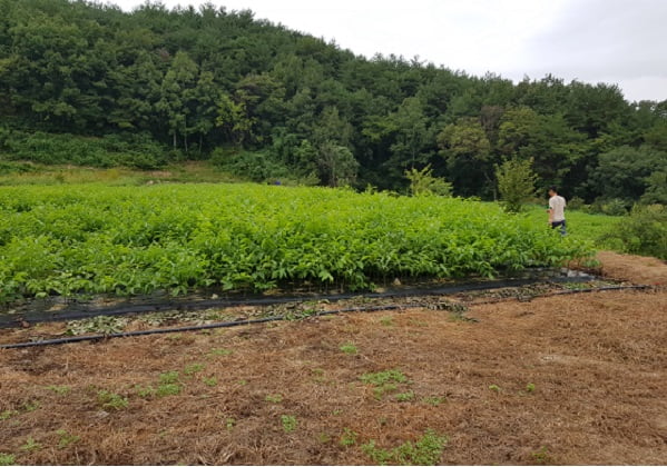 농업회사법인 황금나무(주) 이미지