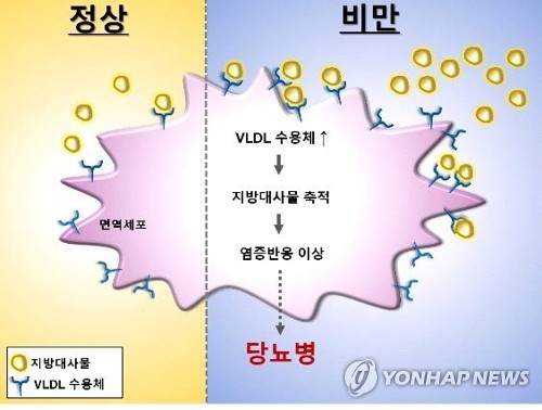 당뇨병 발병 메커니즘(그래픽) [서울대 제공]