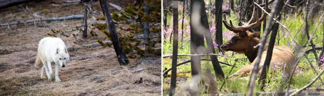 옐로스톤국립공원 늑대(왼쪽)와 엘크. [AP, 뉴시스]