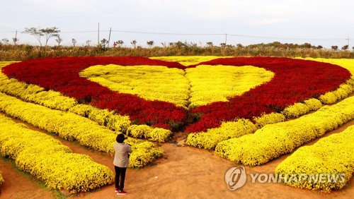 7일 '제22회 서산국화축제'를 찾은 한 관광객이 하트 모양의 국화를 카메라에 담고 있다. [연합뉴스 자료사진]