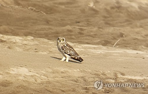 수문 개방한 창녕함안보서 관찰된 쇠부엉이 (창녕=연합뉴스) 11일 수문이 개방된 경남 창녕함안보에서 천연기념물 쇠부엉이가 관찰됐다.  2019.11.11  [경남환경운동연합 제공. 재판매 및 DB 금지] contactje@yna.co.kr