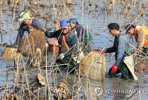 물 빠진 저수지에서 고기잡이 [강진군 제공. 재판매 및 DB 금지]