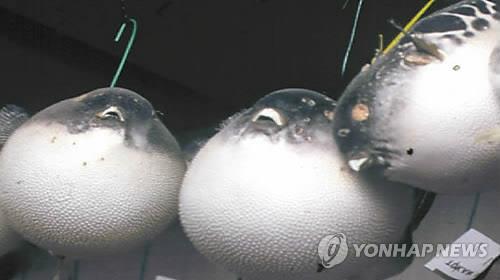 복어마을 이미지