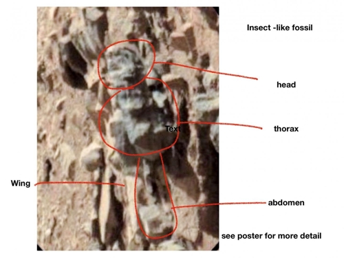 화성 곤충 화석으로 제시된 이미지 머리와 가슴, 배, 날개 등이 설명돼 있다. [윌리엄 로모저 제공]