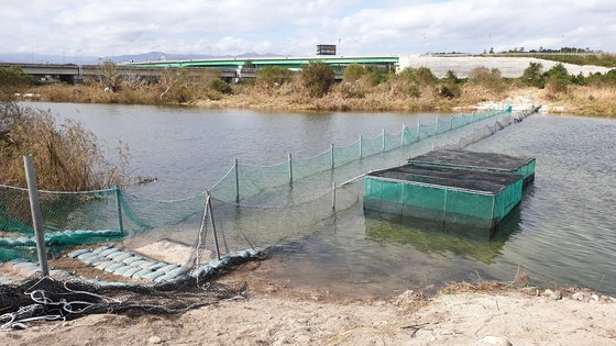 Chum salmon, who dated the river, was born again with medicine and cosmetics. When she cut the belly of a woman who died, 2500 red eggs poured out.Semen squeezed from the males genitals was scattered over it.The Chum salmon artificial insemination work was in full swing at the Korea Fisheries Resources Management Corporations Inland Water Life Resource Center in Gangwon Province and South Korea Yang Yang, which was visited on the 25th of last month.When I went to the Yang Chang Chum salmon office, the Pacific Chum salmon, which swims 20,000 kilometers (km) and returns to the stream in its hometown, dies of energy after spawning.It is because they stopped feeding at the same time as returning and yielded both nutrients to eggs and sperm.Even if you die, the success rate of natural fertilization is only 10 to 15%. When artificial fertilization is done, the hatching rate rises to 85%.Unlike Japan and Russia, artificial insemination is not an option but a necessity in Korea, a Chum salmon tribal country. Chum salmon, who is about to die with all his strength, is the target.10,000 Chum salmon, with Gangwon Province and South Korea streams, returns to the Namdae Stream, Myeongpa Stream, Bukcheon and Yeongok Stream in October and November every year.The Chum salmon office in Namdaecheon has created a terraced waterway using the habit of climbing back to Chum salmon.The first thing that happens is that the chum salmon, which is upside down, is gathered at the office when the rapids are spilled from the office.The male Chum salmon Semen, which remains after the force artificial insemination of Chum salmon, which goes upside down the river, becomes a raw material for medicines and cosmetics.Chum salmon, which has human-like DNA, has a metabolic activity substance called PDRN in reproductive cells. PDRN is a substance with anti-inflammatory and tissue regeneration effects.It is mainly used for cosmetic products such as wound treatment, tissue regeneration, joint and muscle regeneration injection, regeneration cream and ampoule and filler after skin transplantation.Cheum salmon genital epididymis (regenerative organs) are also the main raw materials for them, and PNs with larger molecular weight (longer DNA length) are extracted from testis than PDRNs.PDRN is mainly used for medicines, cosmetics, and health functional foods, and PN is mainly used for medical devices.Parma Research and KoreaBMI are the two markets that are divided into two markets: the industry estimates the PDRN injection market at between 18 billion and 20 billion won a year.Meanwhile, the Patent Court ruled in January this year that Mastellys PDRN patent was invalid.The patent lawsuit between Parma Research and KoreaBMI, which won the technology from Mastelli, is currently under way.[Hyundai Department Store News] Hydendai Department Store Vaio Enterprise BridgeVaio Therapeutics IPOBridgeVaio Therapeutics, a Hyundai Department Store Vaio company that exported new drug candidates for idiopathic pulmonary fibrosis (IPF) treatment to Boehringer Ingelheim in July, is expected to enter the KOSDAQ market this year.A total of 700,000 shares will be contested, and the public band will be between 70,000 and 80,000 won, and the planned amount will be between 49 billion and 56 billion won.The company will confirm the public offering price after demand forecasts from December 9 to 10, and receive a subscription for public offerings from December 12 to 13.The industry sees the value of the company at about 400 billion won.