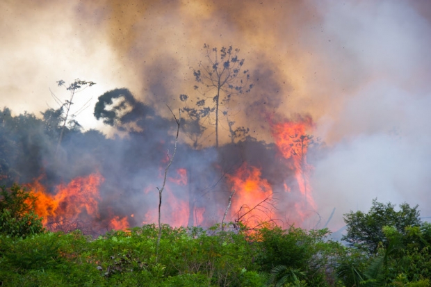 대형 화재로 불타고 있는 아마존 열대우림(123rf.com)