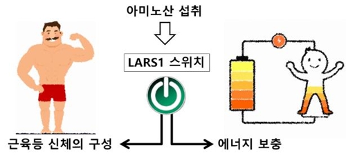 LARS1 효소의 역할 [의약바이오컨버젼스연구단 제공]