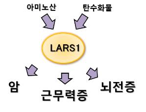 LARS1 효소와 질병치료제 개발 [의약바이오컨버져스연구단 제공]