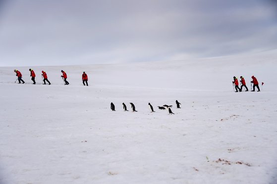 지난 9일 남극 하프 문 섬에서 탐사팀이 바비조 펭귄 무리를 지나 이동하고 있다. 급격한 환경 변화로 펭귄들의 개체수가 줄어들고 있다. [AFP=연합뉴스]