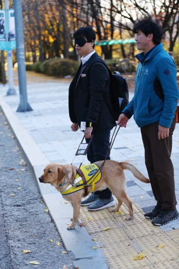 횡단보도 앞에선, 가자고 해도 멈춘다. 서 있는 기자와 신 훈련사./사진=삼성화재 안내견학교