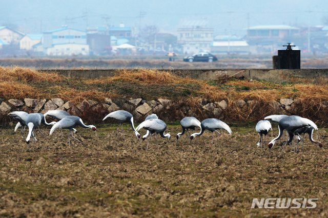 [창원=뉴시스]차용현 기자 = 12월의 첫 휴일인 1일 오전 겨울을 재촉하는 비가 내리고 있는 가운데 경남 창원시 주남저수지 인근 들녘에서 천연기념물 제203호 재두루미가 먹이활동을 하고 있다. 2019.12.01.  con@newsis.com