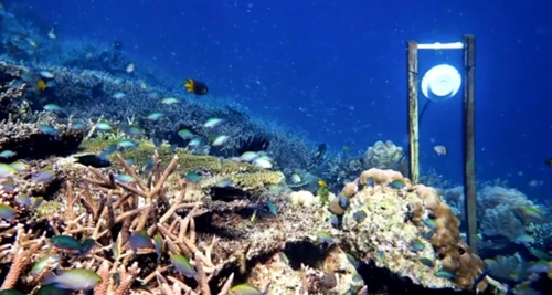 죽은 산호초 주변에 건강한 산호초 소리를 들려주기 위해 설치한 수중 스피커 [엑시터대학 제공 동영상 화면 캡처]