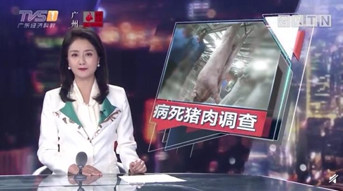 선양돼지 이미지