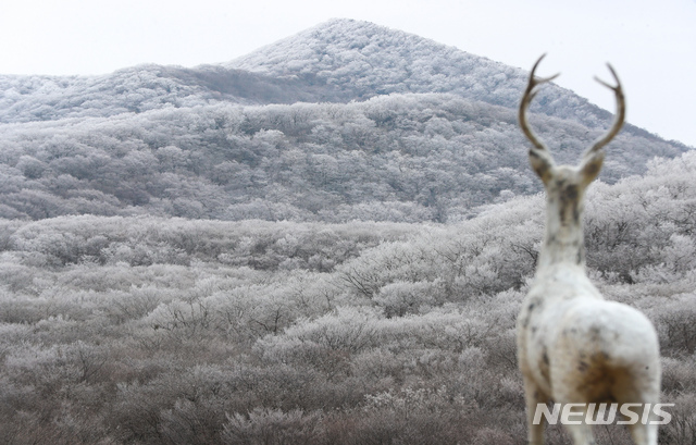 제주 한라산 1100고지.