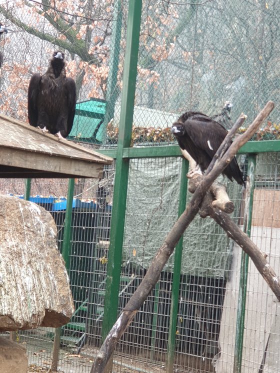 [단독] 독수리 먹이 주기 중단 조치 '혼선'..돼지열병 방역 딜레마 | 인스티즈
