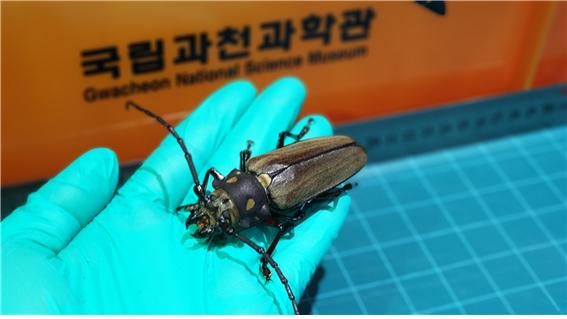 하늘소 이미지