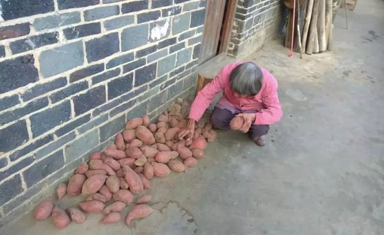 병사한 아들 빚 50만원을 갚기 위해 팔순 가까운 천웨잉 할머니는 고구마를 심었다. [중국 신화망 캡처]