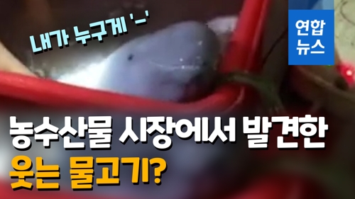 웃는물고기 이미지