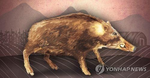 멧돼지 출몰(PG) [제작 이태호] 일러스트