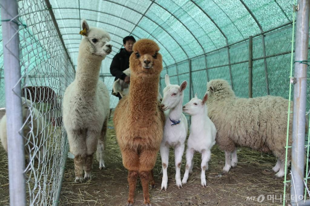 한우애돈 이미지