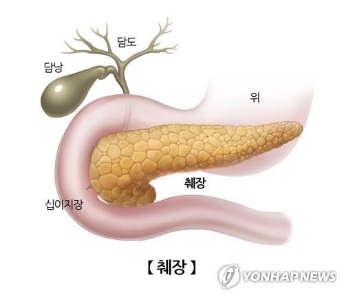 췌장과 주변 장기 [연합뉴스 자료사진]