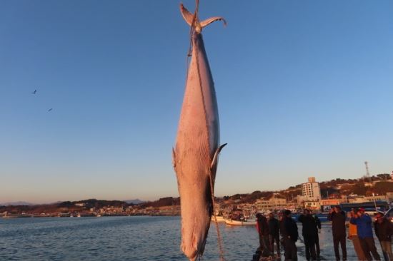 울진해양경찰서(죽변파출소) 이미지