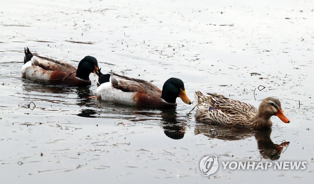 청둥오리 이미지