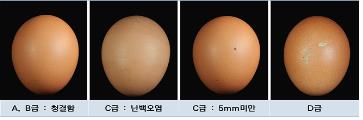 계란 외관 판정 [소비자시민모임 제공=연합뉴스]