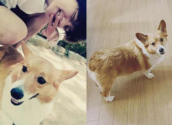 Group EXO Baekhyun reveals the current status of Pet Mongryong.On the 17th, Baekhyun posted a picture of the recent situation of Mongryong Lee, who grew up on his Instagram, and the uploaded photo showed Mongryong Lee looking at the camera in a dignified figure.Mongryong is a Welsh-Cogy species with impressive legs and tails. Mongryong is eight years old this year.Mongryong, which has already been known among fans. In the recent years, fans responded such as Mongryong Ai is nice, It is still cute and It is Mongryong.Meanwhile, EXO, which Baekhyun belongs to, won the Top Kit Seller of the Year award at the 9th Gaon Chart Music Awards in 2020.