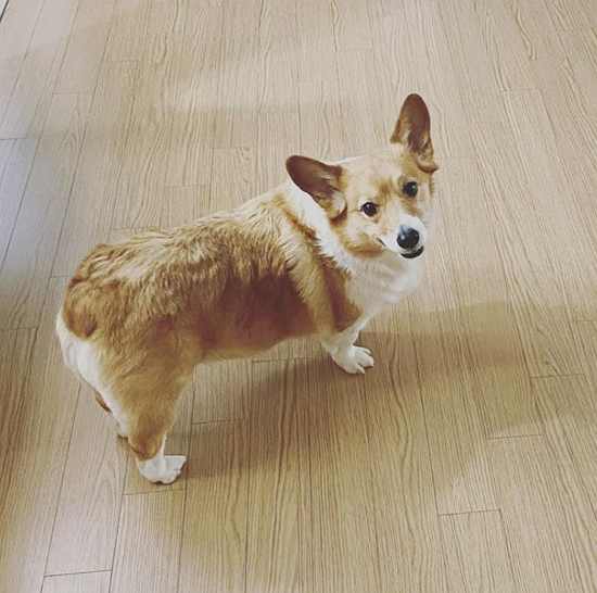Group EXO Baekhyun reveals the current status of Pet Mongryong.On the 17th, Baekhyun posted a picture of the recent situation of Mongryong Lee, who grew up on his Instagram, and the uploaded photo showed Mongryong Lee looking at the camera in a dignified figure.Mongryong is a Welsh-Cogy species with impressive legs and tails. Mongryong is eight years old this year.Mongryong, which has already been known among fans. In the recent years, fans responded such as Mongryong Ai is nice, It is still cute and It is Mongryong.Meanwhile, EXO, which Baekhyun belongs to, won the Top Kit Seller of the Year award at the 9th Gaon Chart Music Awards in 2020.
