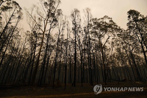 호주 빅토리아주에서 산불에 검게 탄 나무들 (Photo by James ROSS / POOL / AFP)