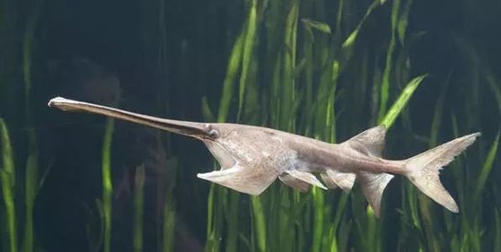 '물 속 호랑이'로 불리는 장강의 명물 장강흰철갑상어는 2003년 이후 보이지 않았는데 새해 들어 완전히 멸종됐다는 공식 논문이 나와 충격을 안겼다. [환구망 캡처]