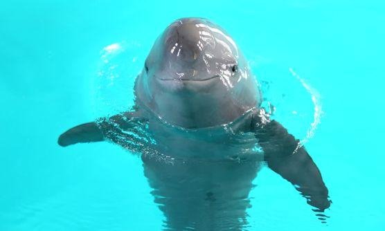 장강 돌고래는 중국인의 많은 사랑을 받고 있지만, 이 또한 환경파괴와 남획으로 개체 수가 급격하게 줄고 있다. [신민만보망 캡처]