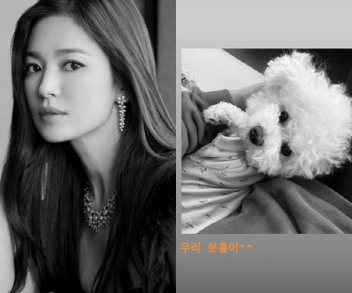 24 Days Song Hye-kyo posted a picture with his article Our Pink  through his Instagram story.In the public photos, Song Hye-kyos Pet is shown. Song Hye-kyo has revealed his affection by revealing his daily life with Pet.Meanwhile, Song Hye-kyo is considering appearing in the movie Anna.Photo  Song Hye-kyo SNS