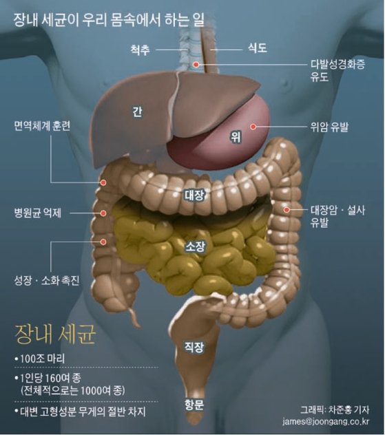 장내 세균
