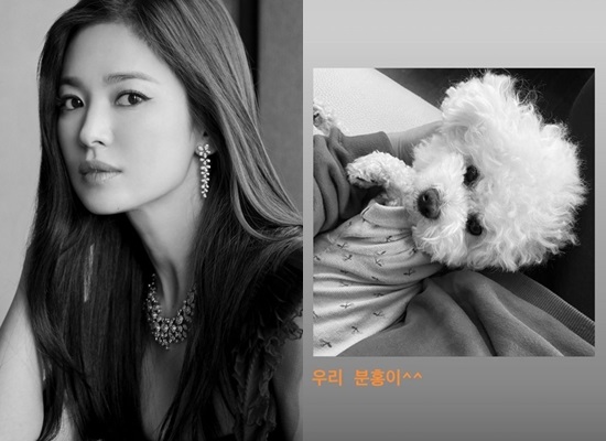 Actor Song Hye-kyo is constantly communicating with the public through SNS.On the 24th, Song Hye-kyo posted a picture on his Instagram story with an article entitled Our Pink.The photo shows Song Hye-kyo holding Pet pink.In the past, Song Hye-kyo has shown affection by revealing photos with pink on SNS.There is no official work activity, but I am posting a recent photo on SNS and telling my daily life to fans who are curious about their news.On the 9th, he posted his close-up photo after makeup, and he caught his eye by revealing beautiful beauty such as skin without any blemishes and a stiff nose.On the 15th, he released a photo of his friend who left the sea with his acquaintance, and he showed an emotional atmosphere by looking out of the window at the cafe.Song Hye-kyo is currently reviewing the film Anna as its next film.Photo = Song Hye-kyo Instagram