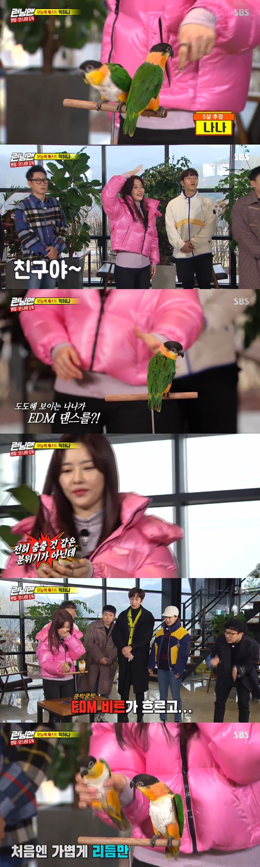 Actor Park Ha-na brought Parrot with him.Park Ha-na appeared as a guest on SBS Running Man which was broadcast on the afternoon of the 2nd.Park Ha-na introduced Parrot Kuku Anda Nana, saying, I was so ashamed to do it alone today.Its Nana, an estimated five-year-old. I adopted her. Shes been eight months, he said. I dance to dance.Then, when the full-scale music came out, Parrot danced Anda drew attention to the correct rhythm.