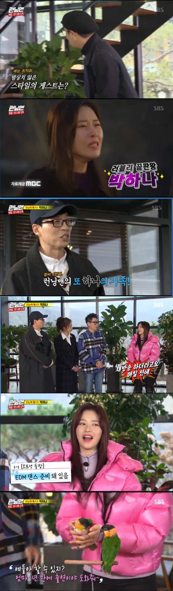 Park Ha-na showed off a special organ.In the SBS entertainment program Running Man broadcasted on the 2nd night, Park Ha-na came out as a guest and joined the members as Empty House: Oh!My thief opened Race.Park Ha-na, who re-starred in Running Man after a year, welcomed the members.Yoo Jae-Suk was surprised to see the script introducing Park Ha-na.Yoo Jae-Suk said, It is drawn in blue lines in the script. In three seconds, Park Ha-na predicted EDM dance.I was embarrassed to be alone and brought Friend, Park Ha-na said.The Friends that Park Ha-na brought in were two Parrots she raised.Lee Kwang-soo laughed when Park Ha-na said that he was playing EDM dance with Parrot, saying, Is this something that should come out in the world?
