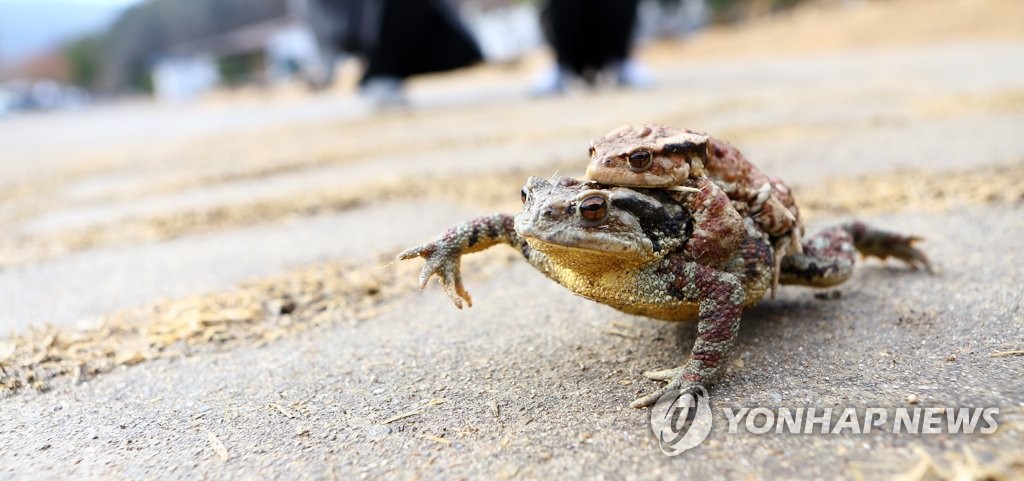 두꺼비 이미지
