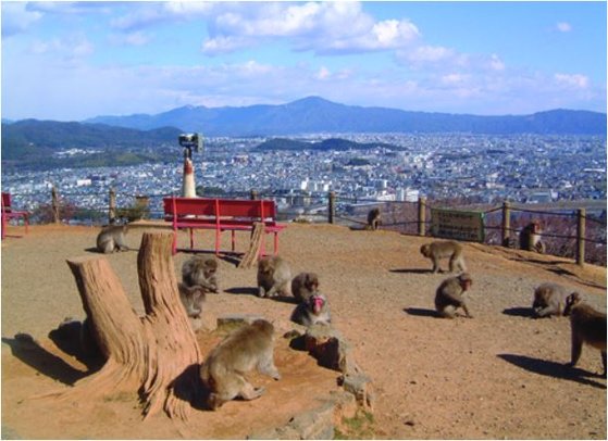 嵐野馬の猿公園も鼻でも19の影響でお客さんが珍しくなった. [嵐野馬猿公園ホームページ]