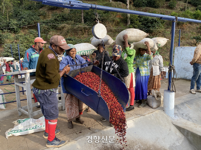 진커피숲 이미지