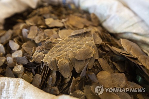 작년 2월 홍콩 세관에서 압수된 천산갑 '비늘' 가죽 [EPA=연합뉴스 자료사진]