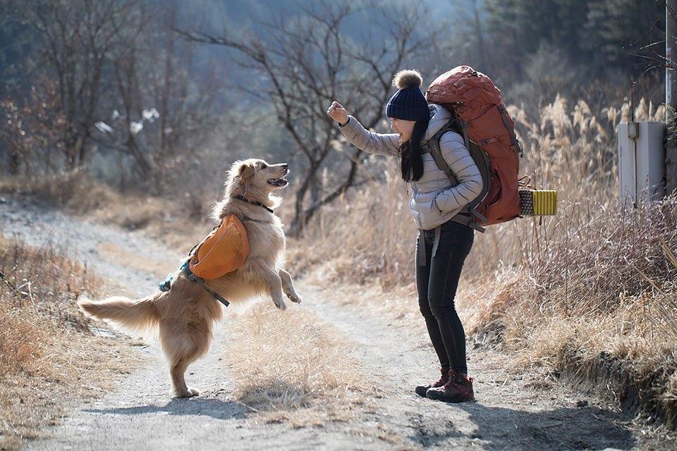 펫츠고트래블 이미지