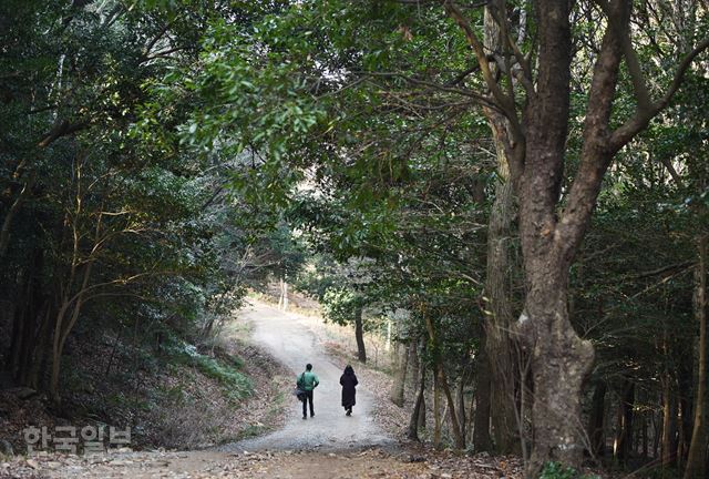 미황사 부도암 가는 길. 계절을 잊은 듯 상록활엽수가 빼곡하다.