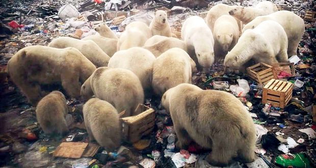 굶주림을 이기지 못하고 러시아의 한 주택가를 점령한 북극곰 무리(사진=시베리아 타임스)