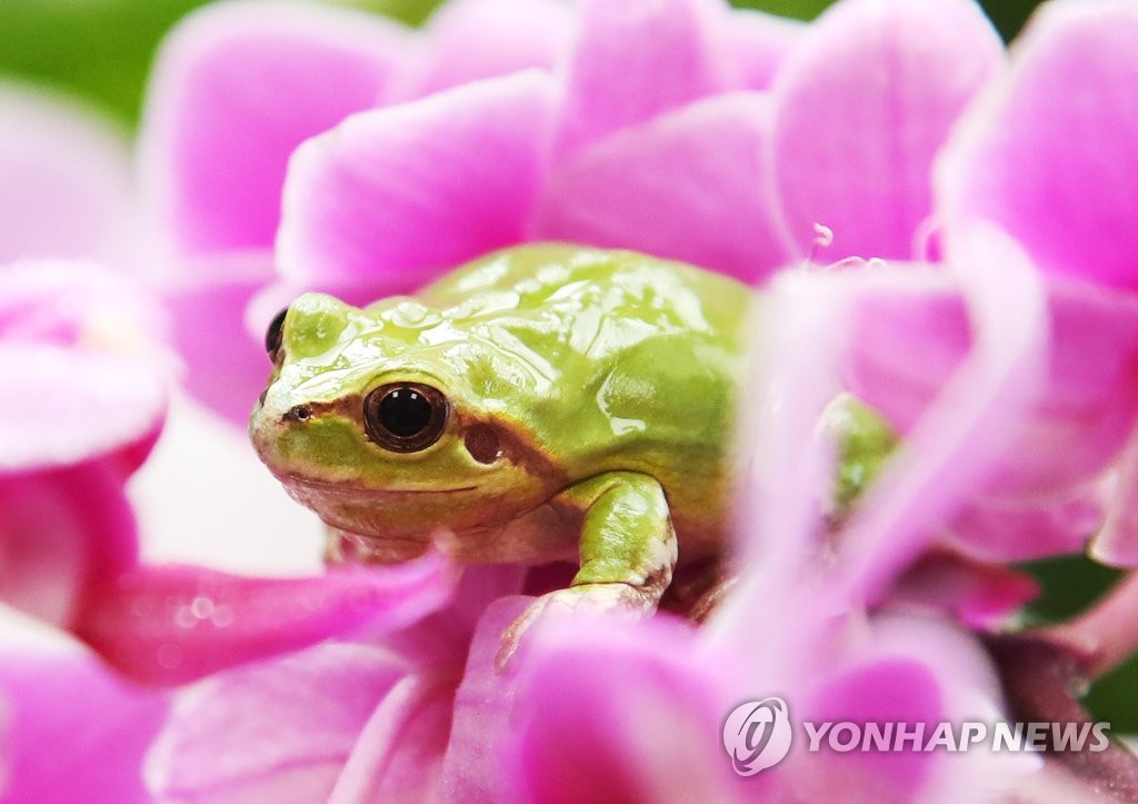 청개구리 이미지