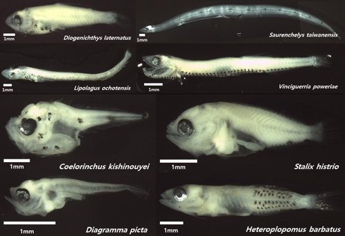 미기록 심해성(위 두줄)·아열대성(아래 두줄) 어린 물고기 [국립수산과학원 제공·재판매 및 DB 금지]
