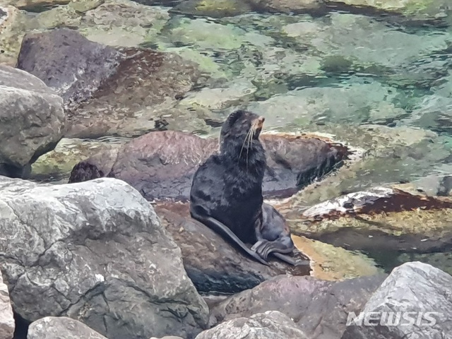 [鬱陵=ニューシース] 朴峻記者 = 慶北鬱陵島で 9日午後 5時頃捕捉されたおっとせいは絶滅された独島あしかではない北方おっとせいであることと調査された. 2020.03.09(写真=読者提供)photo@newsis.com